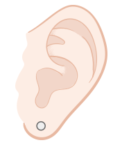 耳たぶ（片方）